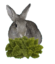 Early internet GIF depicting a photorealistic bunny munching on lettuce.